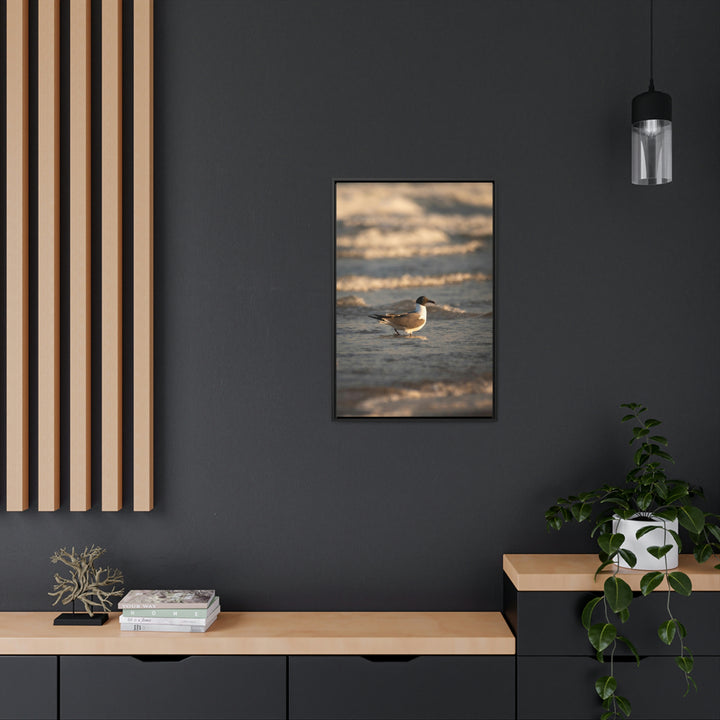 Laughing Gull in the Surf - Canvas with Frame