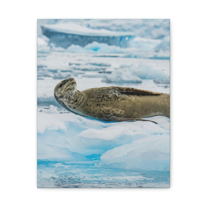 Leopard Seal Relaxing - Canvas