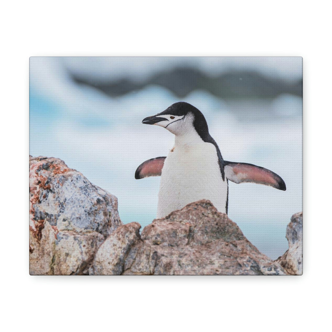 Stretched Penguin - Canvas