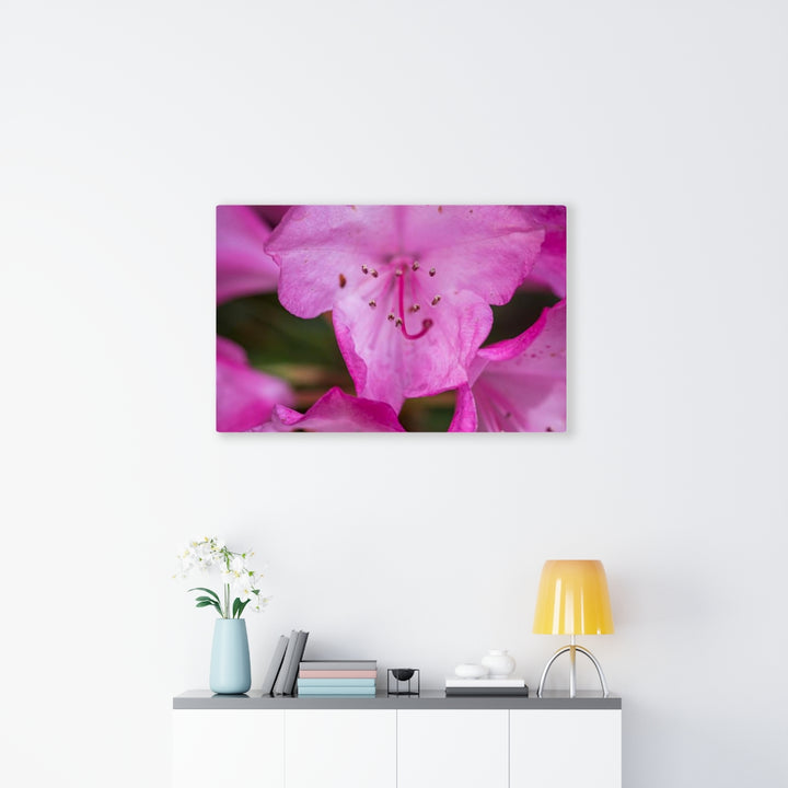 Soft Pinks - Canvas