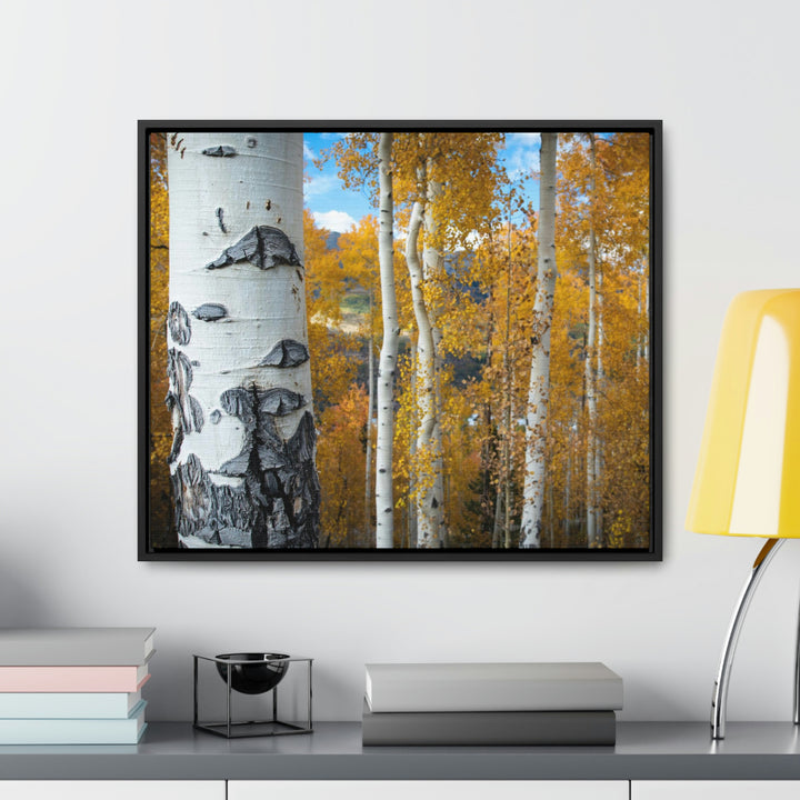 Aspens Changing - Canvas with Frame