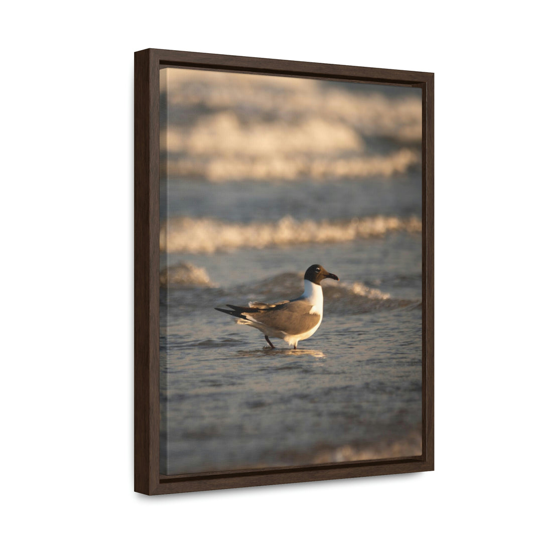 Laughing Gull in the Surf - Canvas with Frame