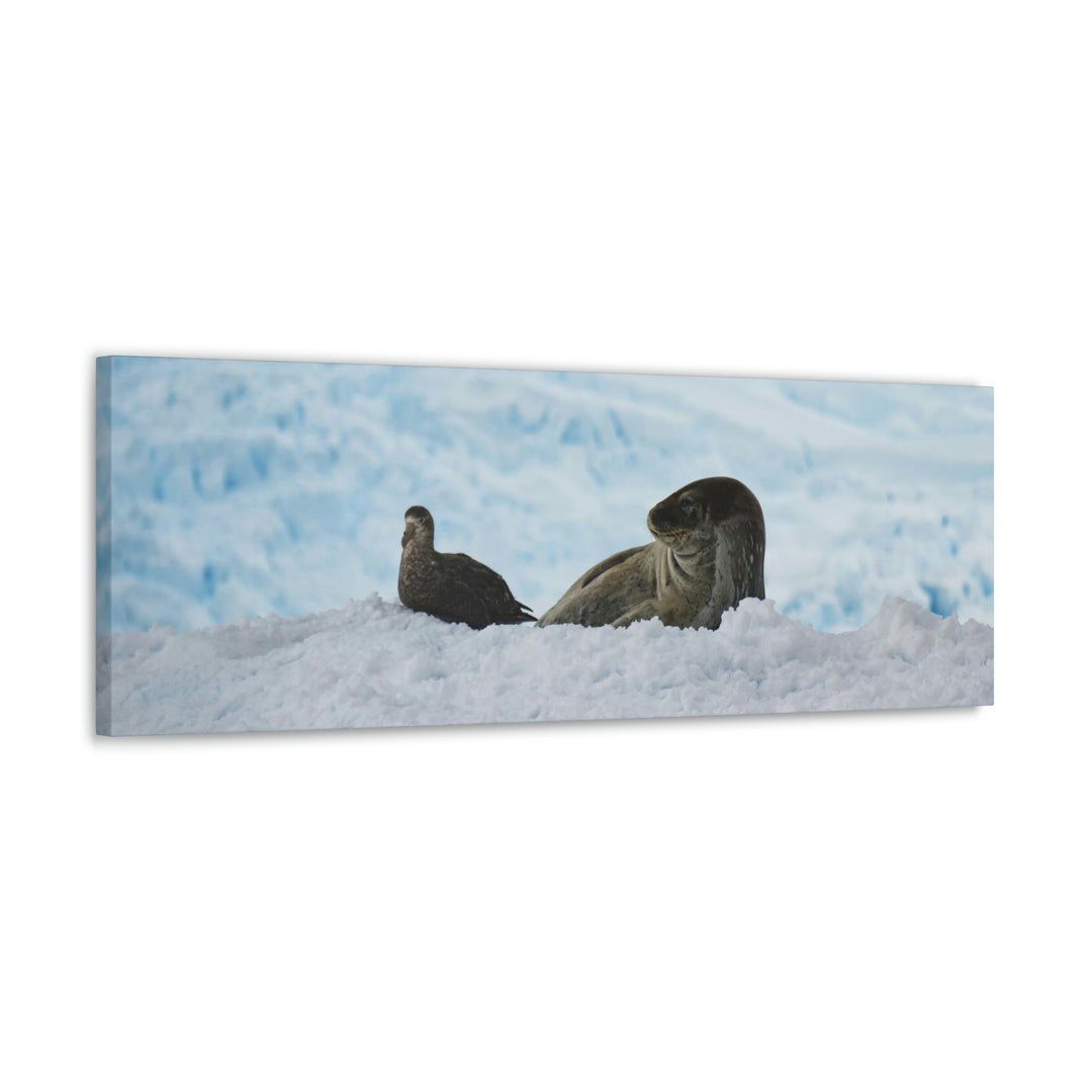 A Resting Pair - Canvas