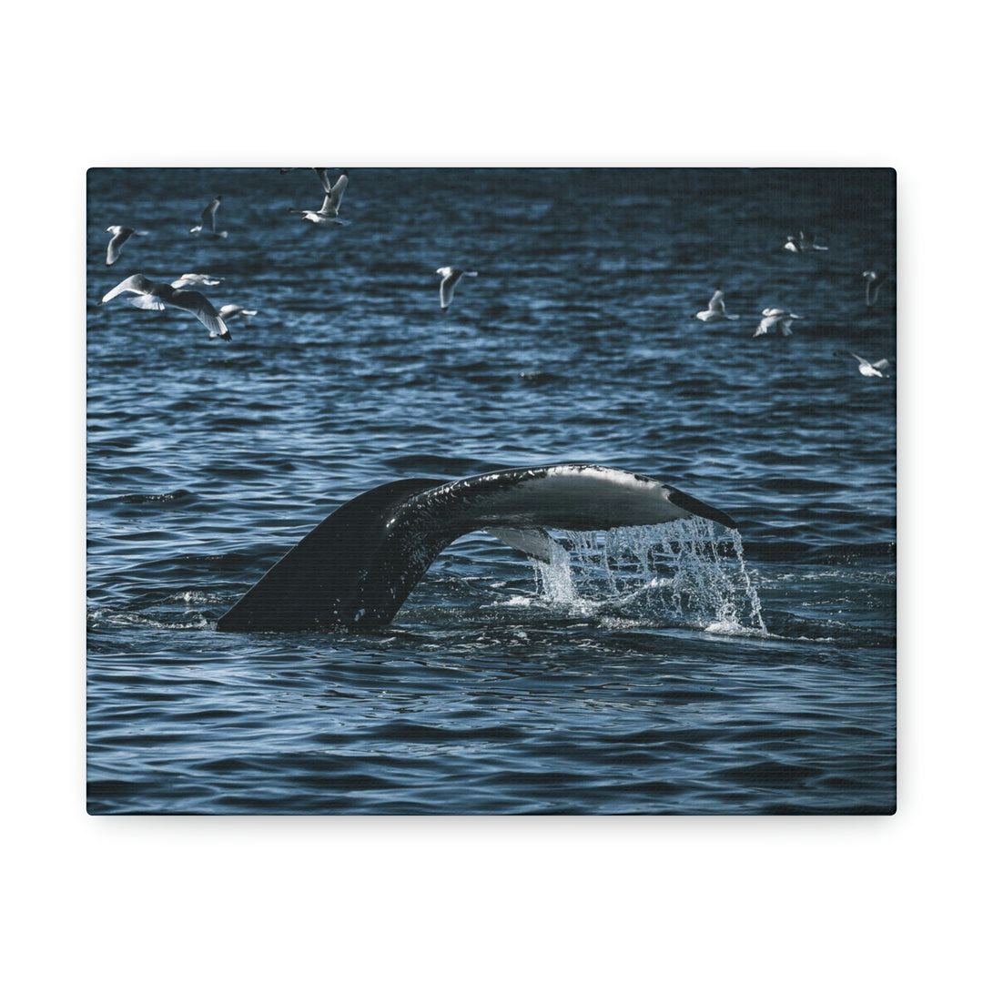 Feeding Tail - Canvas