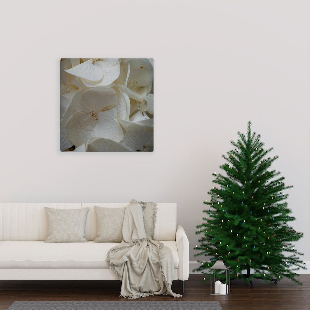 White Hydrangea Detail - Canvas