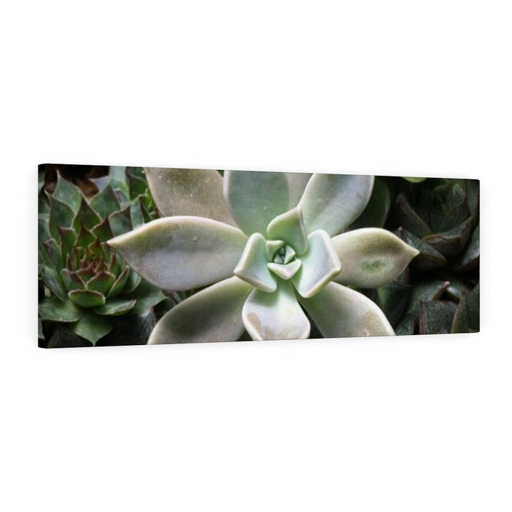 Succulent - Array - Canvas