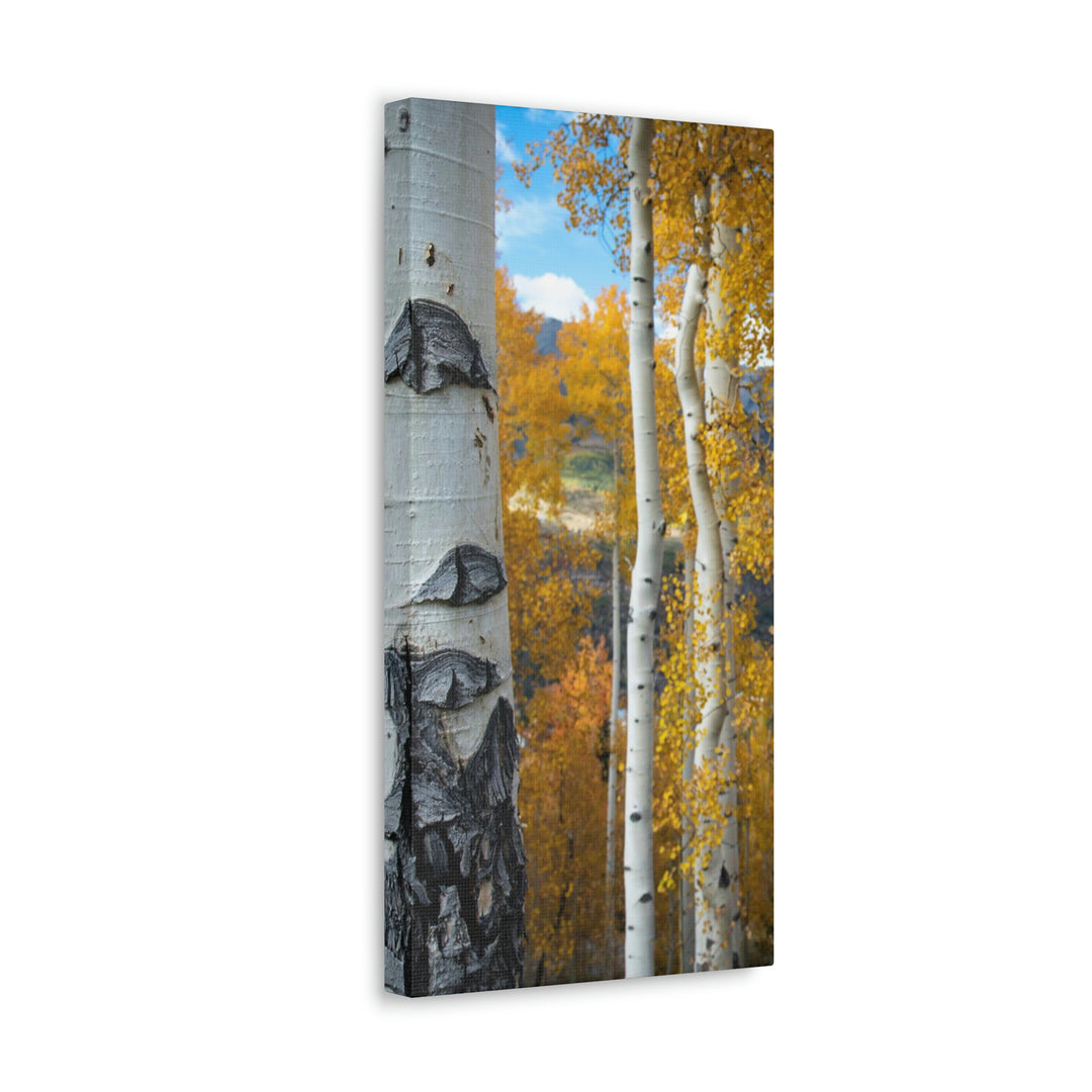 Aspens Changing - Canvas