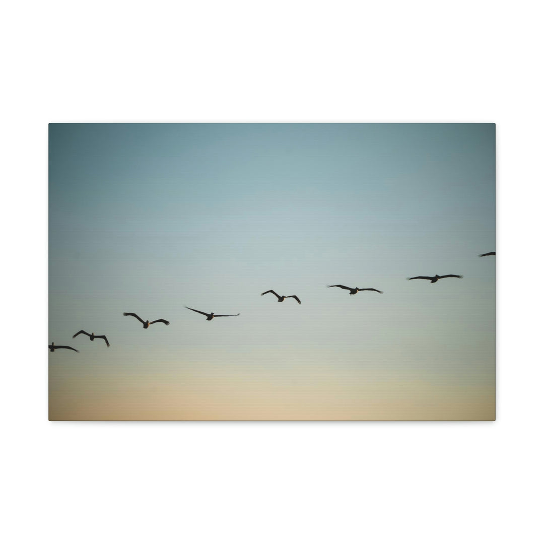 Brown Pelicans in Flight - Canvas