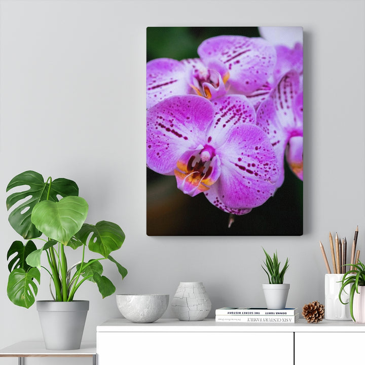 Orchid in Pink - Canvas