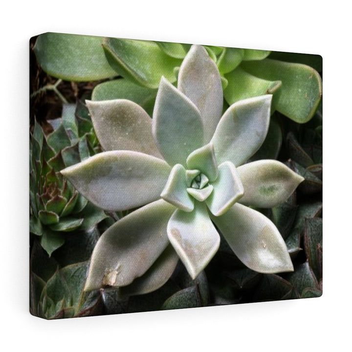 Succulent - Array - Canvas