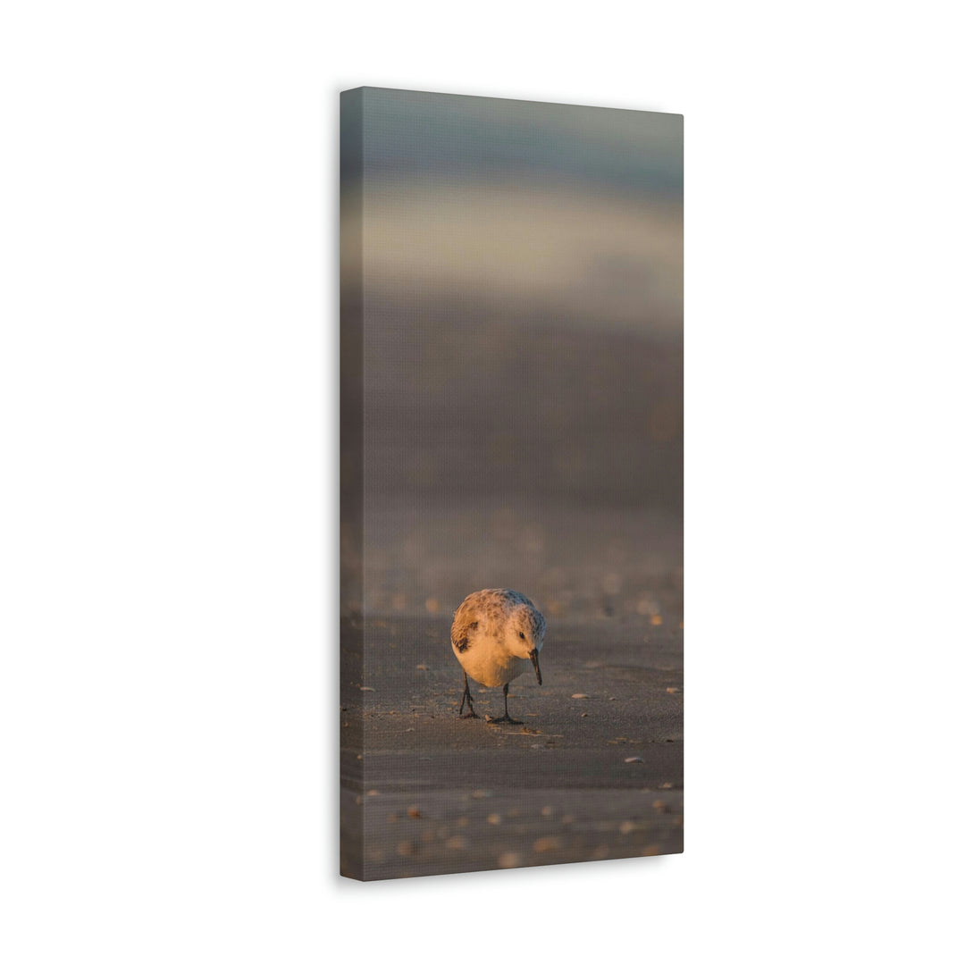 Feeding Sanderling - Canvas