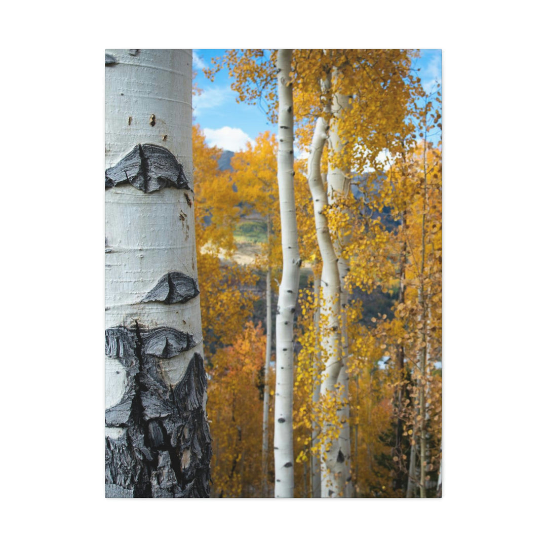 Aspens Changing - Canvas