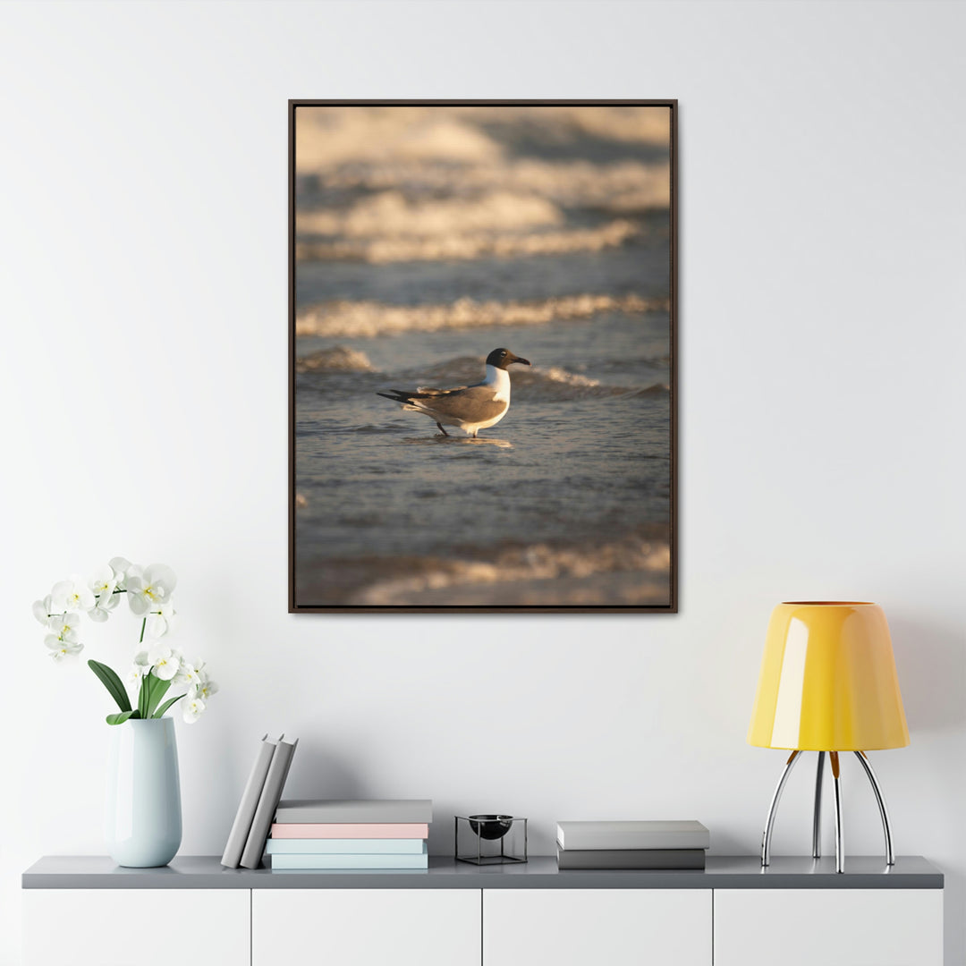 Laughing Gull in the Surf - Canvas with Frame