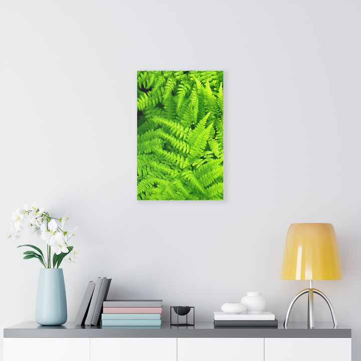 Ferns, Ferns, Ferns - Canvas