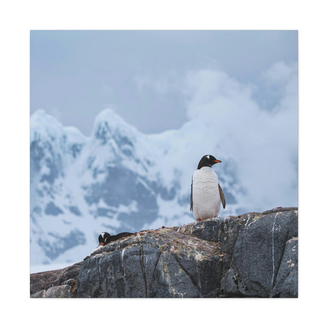 Poised Penguin - Canvas