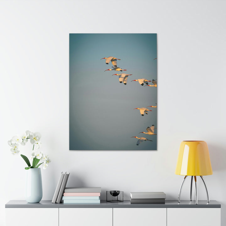 White Ibis in Flight - Canvas