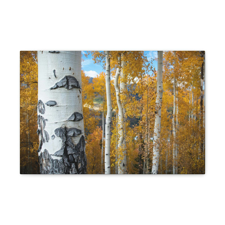 Aspens Changing - Canvas