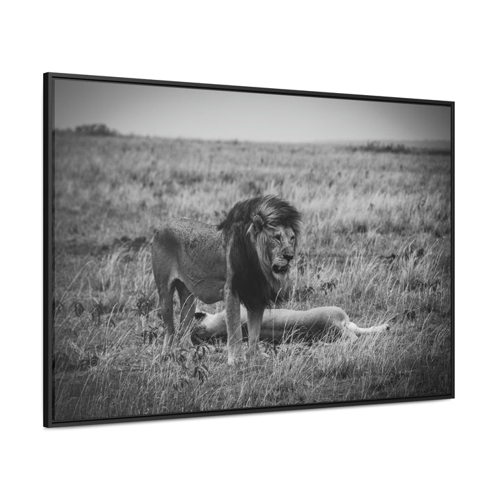 Mating Lions in Black and White - Canvas with Frame