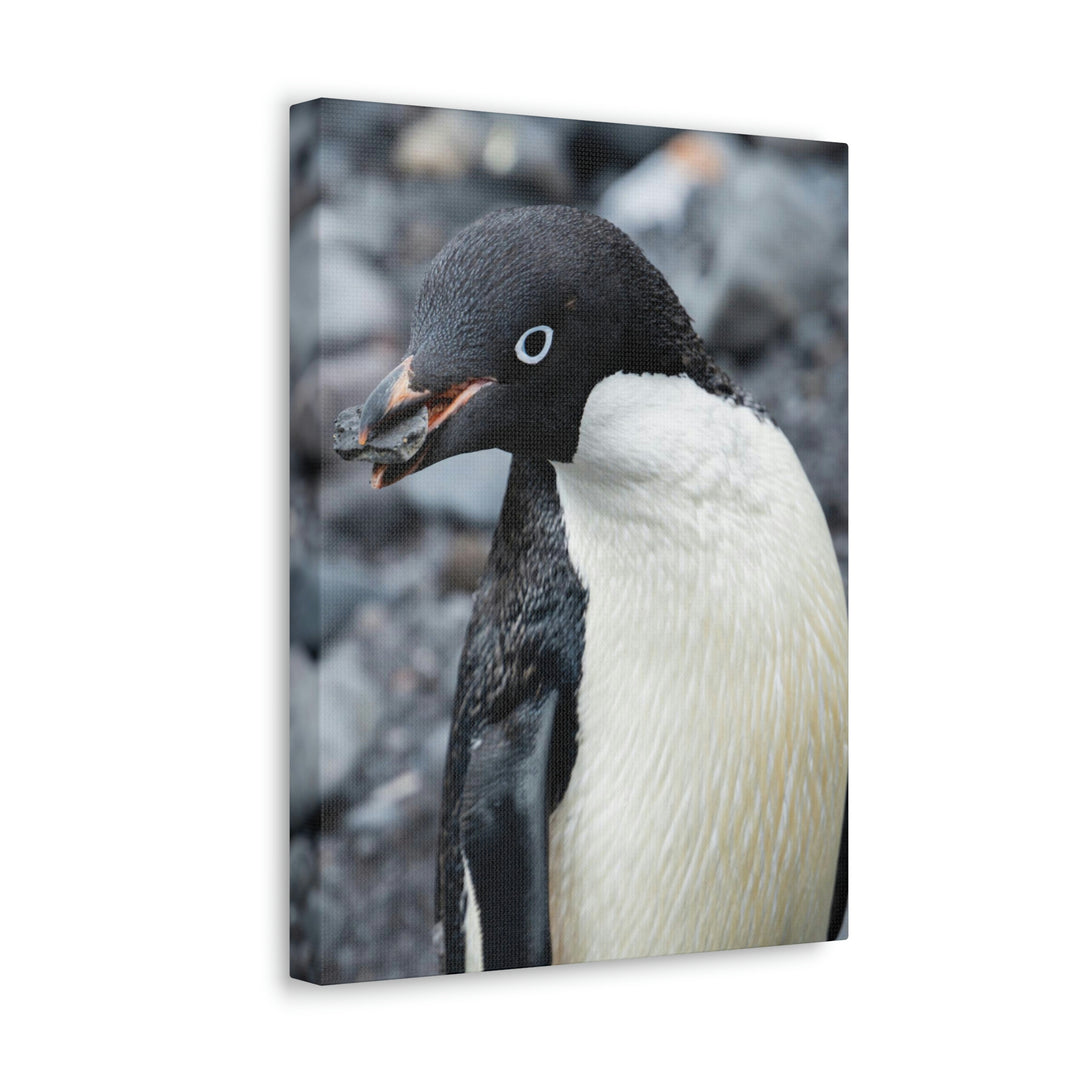 A Penguin's Pebble - Canvas