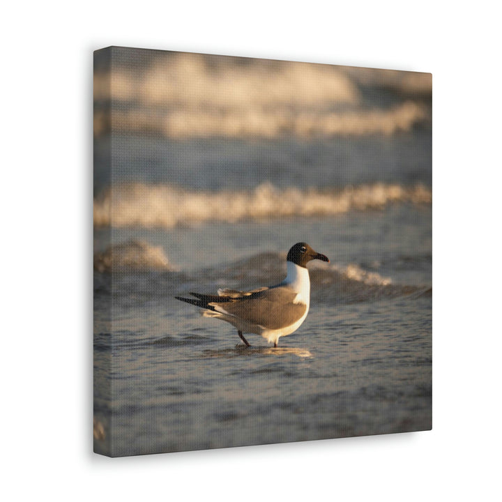 Laughing Gull in the Surf - Canvas