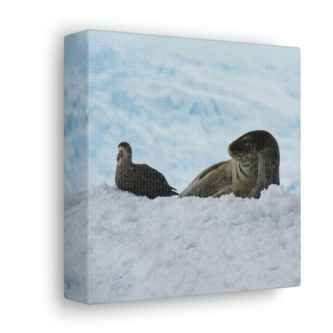 A Resting Pair - Canvas