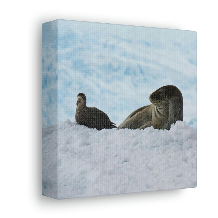 A Resting Pair - Canvas