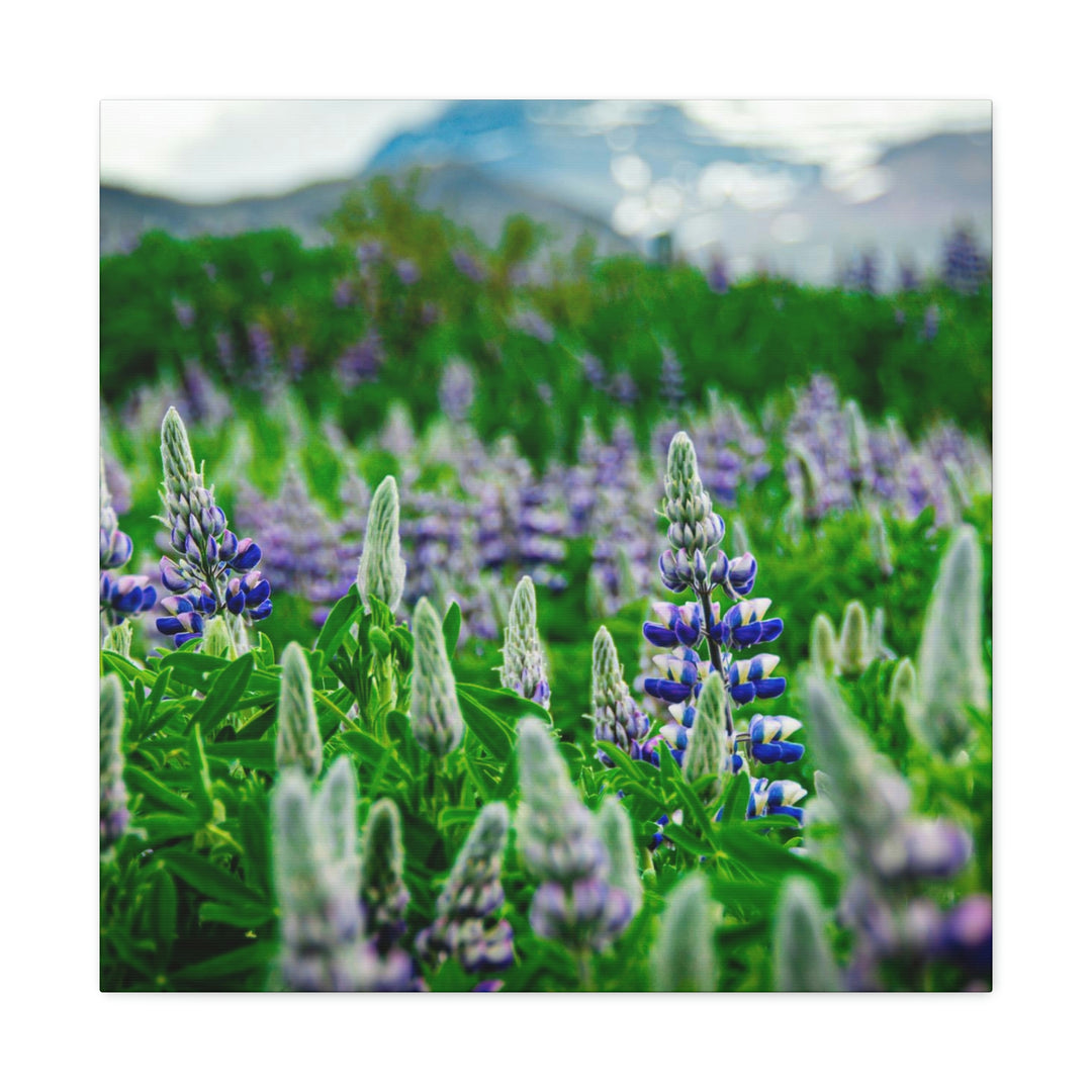 Glowing Lupin with Mountains - Canvas