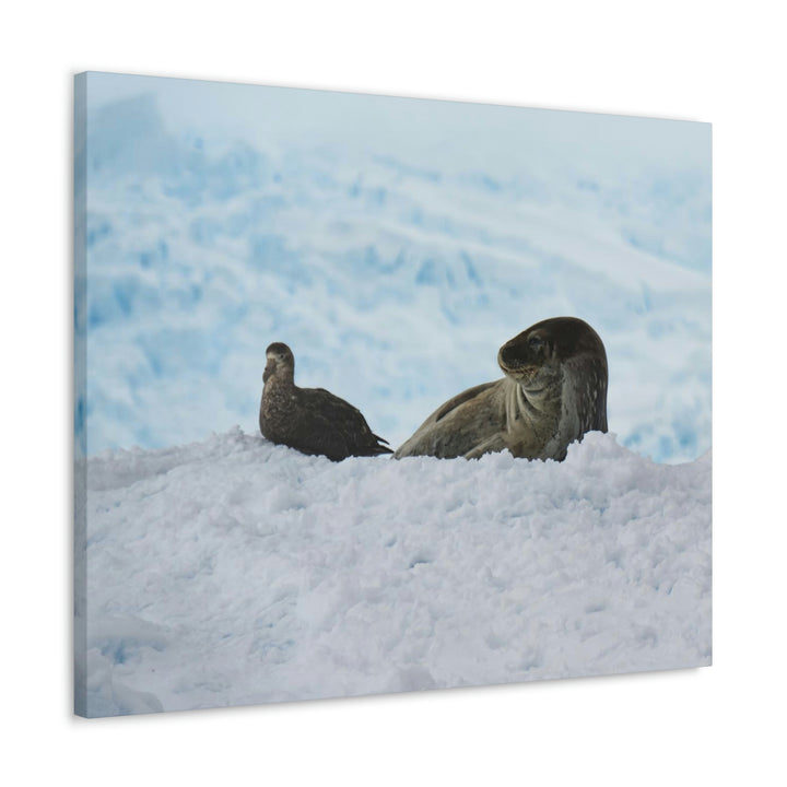 A Resting Pair - Canvas