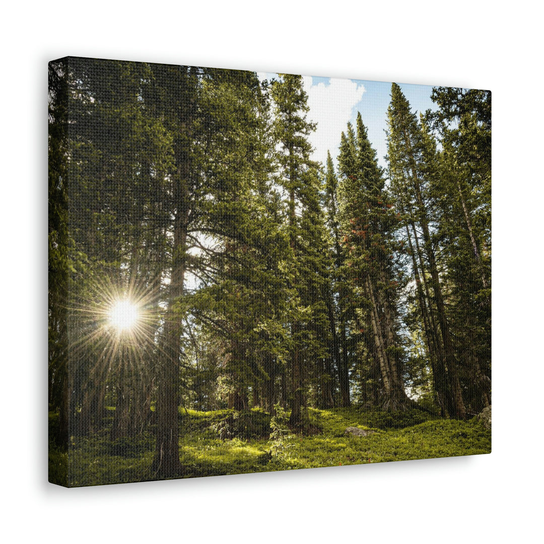 Forest Light - Canvas