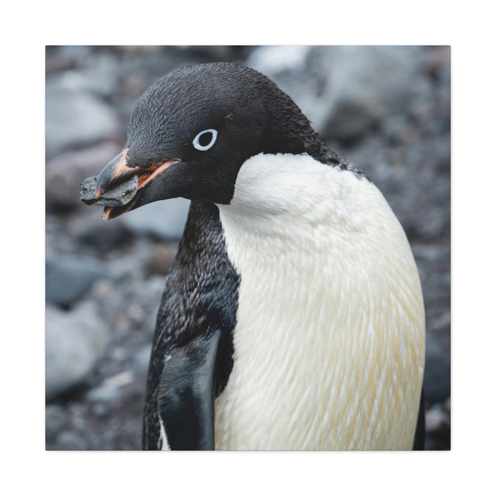 A Penguin's Pebble - Canvas