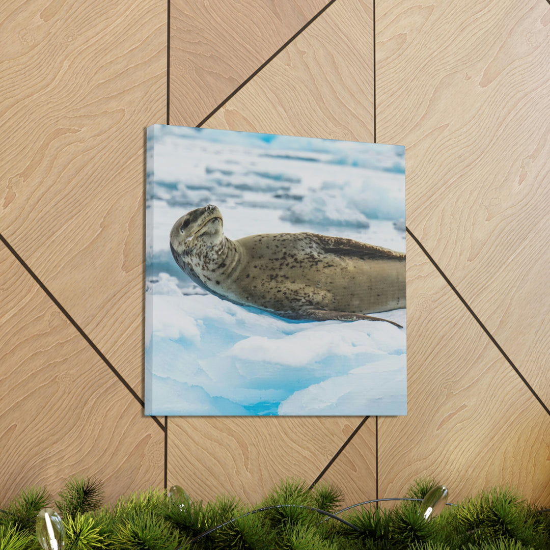 Leopard Seal Relaxing - Canvas