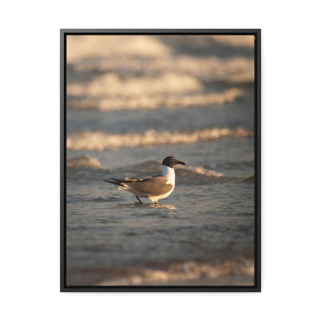 Laughing Gull in the Surf - Canvas with Frame