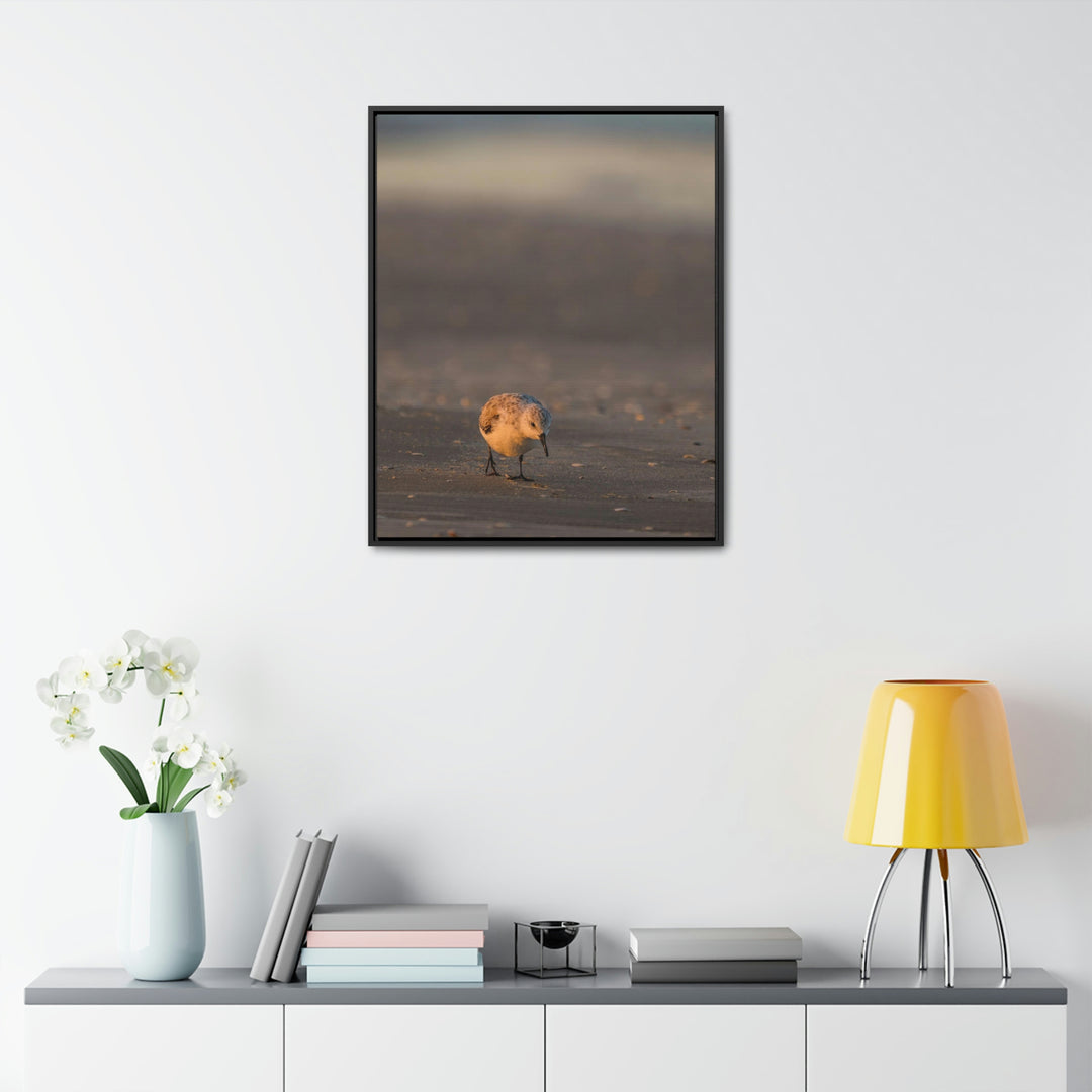 Feeding Sanderling - Canvas with Frame