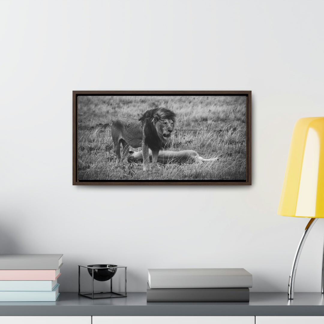 Mating Lions in Black and White - Canvas with Frame