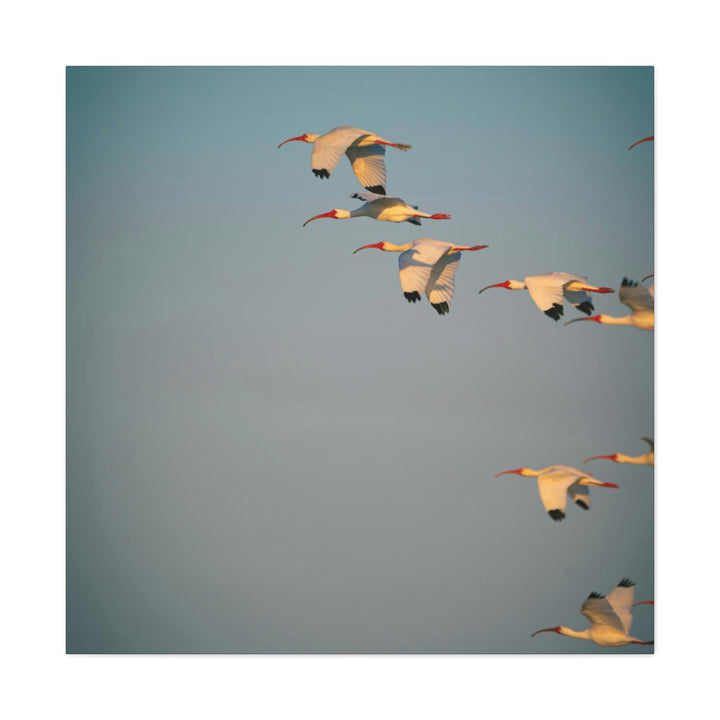 White Ibis in Flight - Canvas