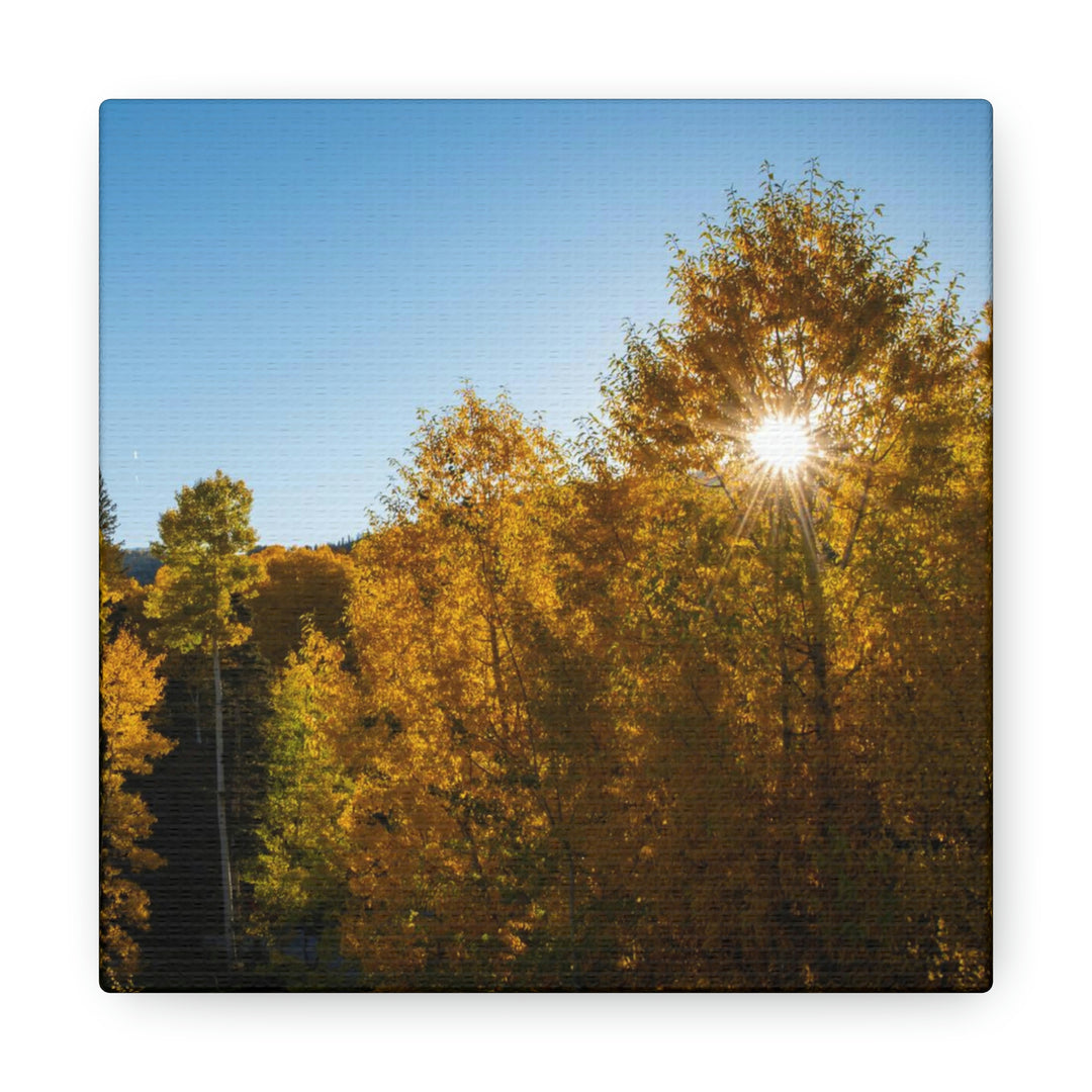 Sun Through the Aspens - Canvas