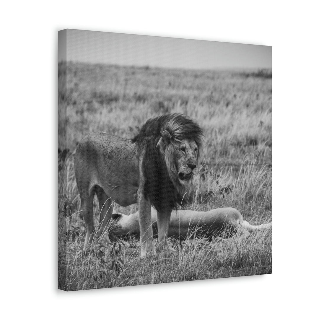 Mating Lions in Black and White - Canvas