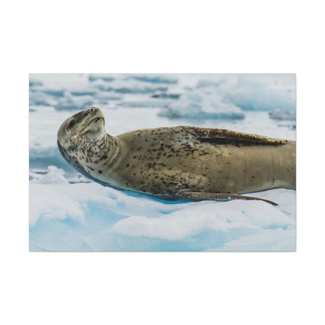 Leopard Seal Relaxing - Canvas