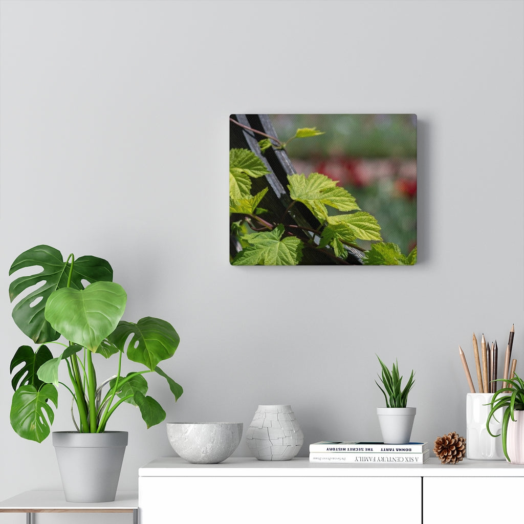 Ivy-Covered Fence - Canvas