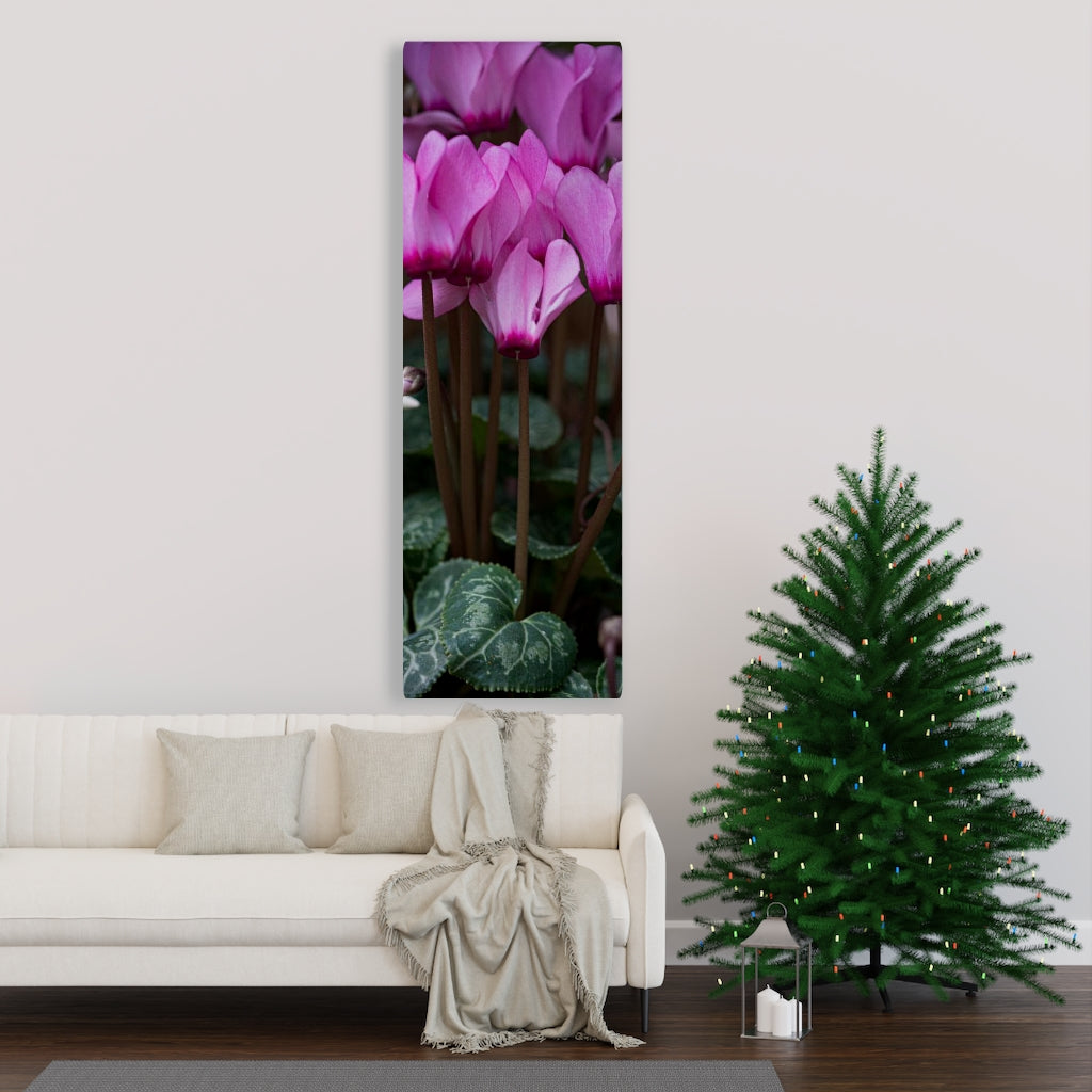 Cyclamen Reach - Canvas