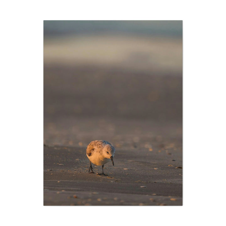 Feeding Sanderling - Canvas