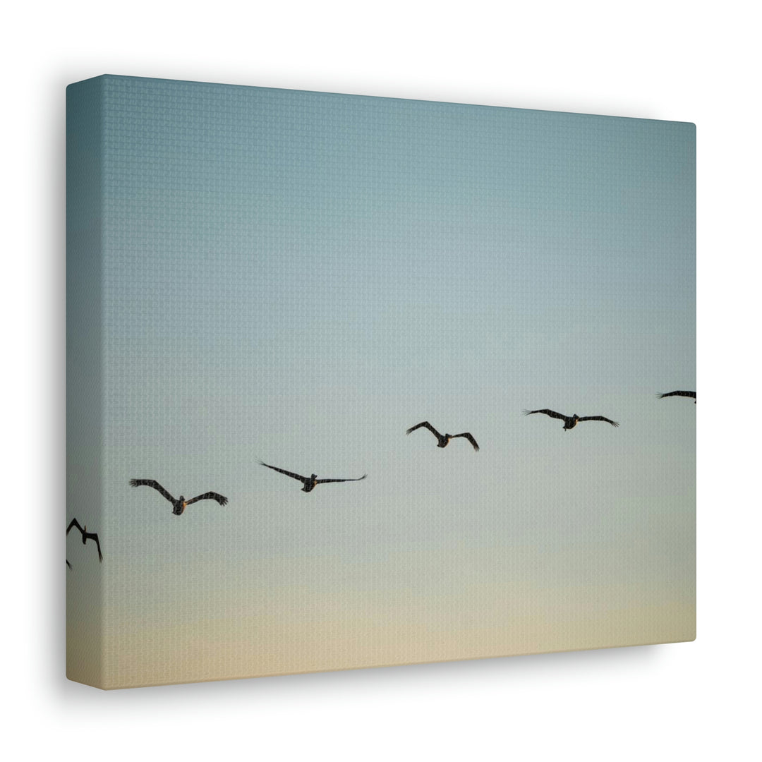 Brown Pelicans in Flight - Canvas