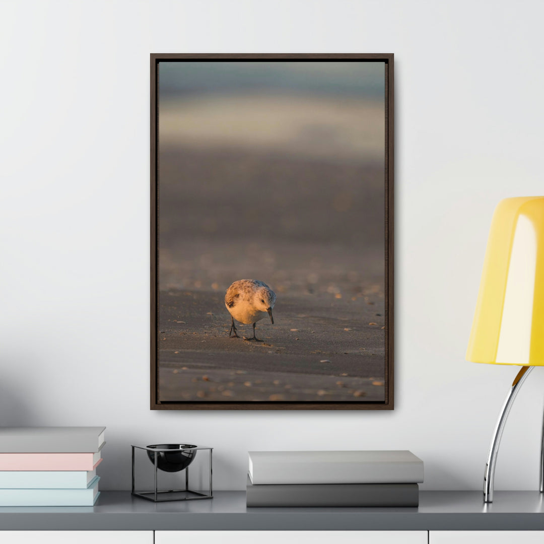 Feeding Sanderling - Canvas with Frame