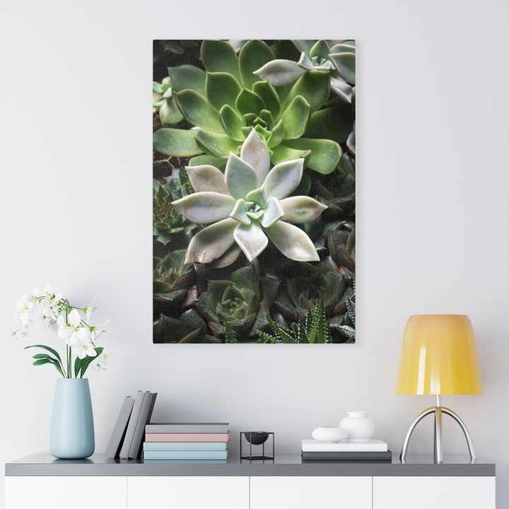 Succulent - Array - Canvas