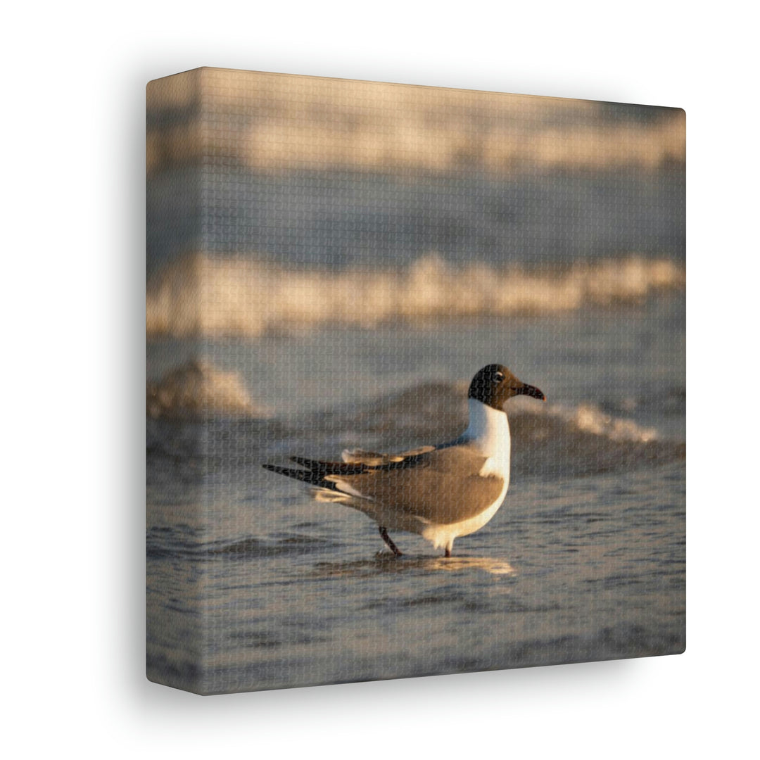 Laughing Gull in the Surf - Canvas