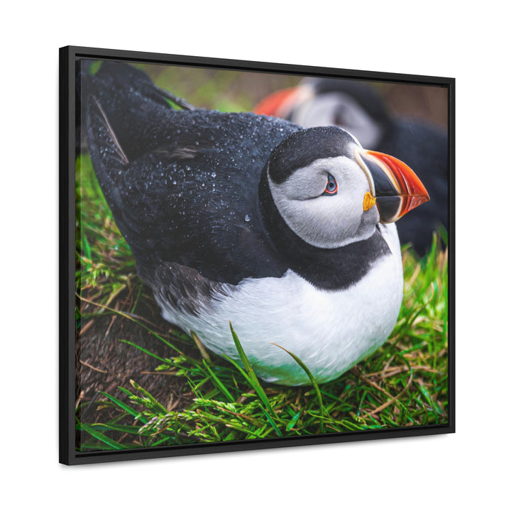 Resting Puffin - Canvas with Frame