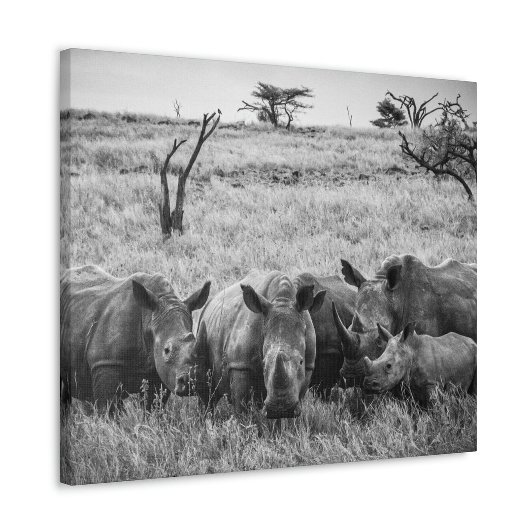 Rhino Family in Black and White - Canvas