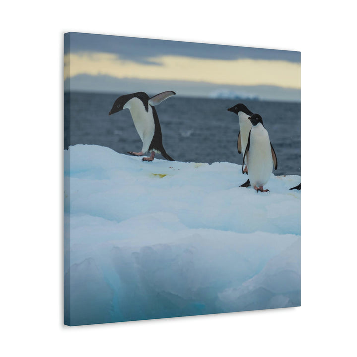 Penguin Dance - Canvas