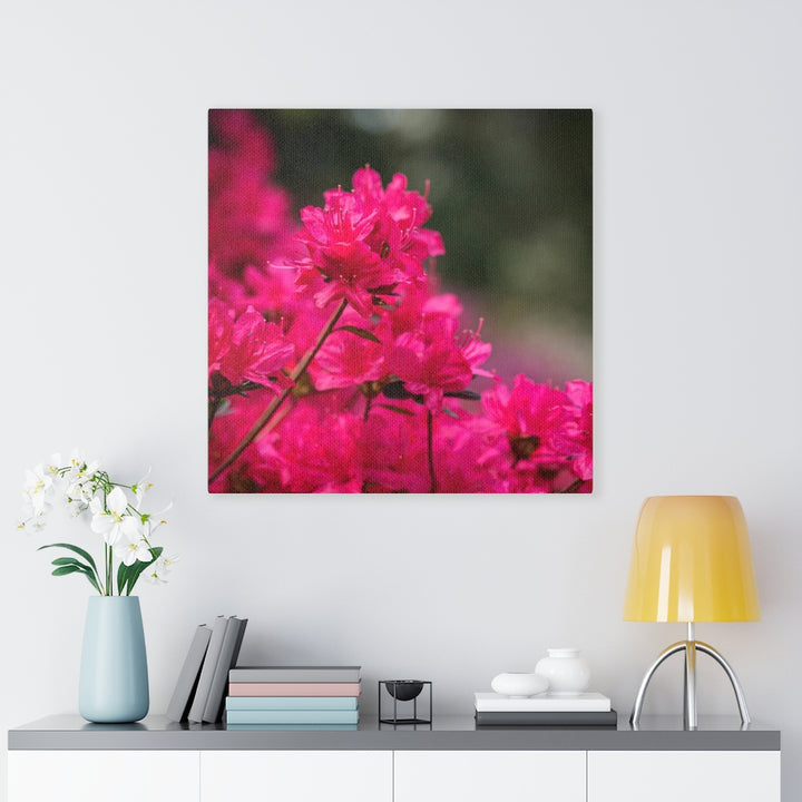 Full Bloom - Canvas