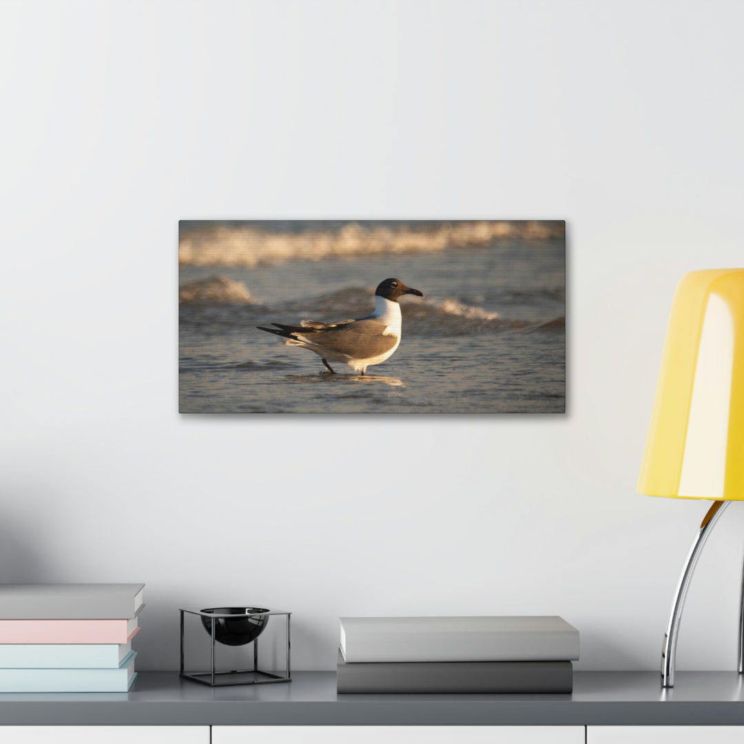 Laughing Gull in the Surf - Canvas